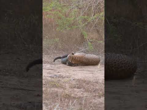 Leopard preying on a dog