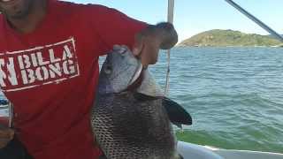 Sargo 4Kg no camarão vivo Ilha do mel Paraná