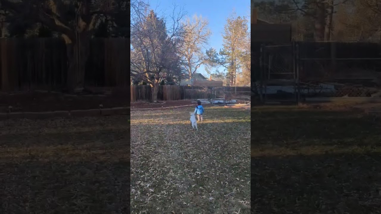 Snowflake, an adopted mixed breed in Fort Collins, CO video 4/4