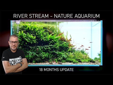 RIVER STREAM (18 months old) Nature Aquarium