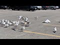 Seagull Pizza Fight
