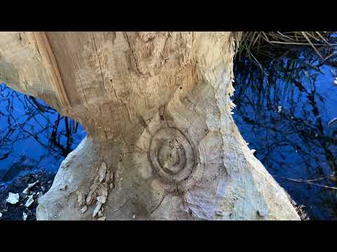 KiQu x Tworzone w Naturze - Przystań (prod. PishOne)