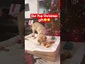 OUR PUP CALEB GOT A HUGE BONE FOR CHRISTMAS Viralshort Labrador Trend Viralvideo Viralshorts