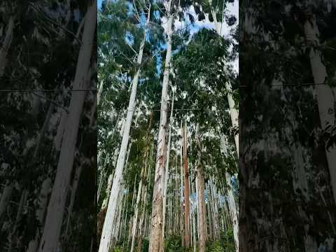 Começou mais uma ventania aqui no Paraná