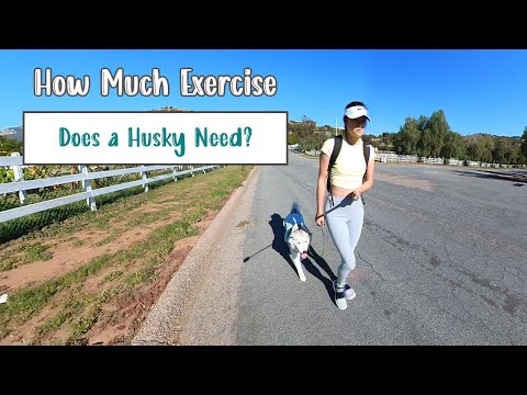How Much Exercise Does a Siberian Husky Need?