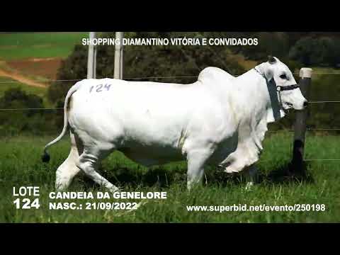 CANDEIA DA GENELORE