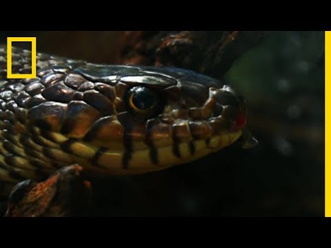 Le venin mortel du cobra royal