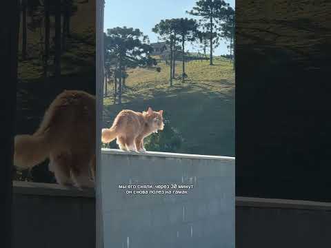 Наш кот долго притворялся