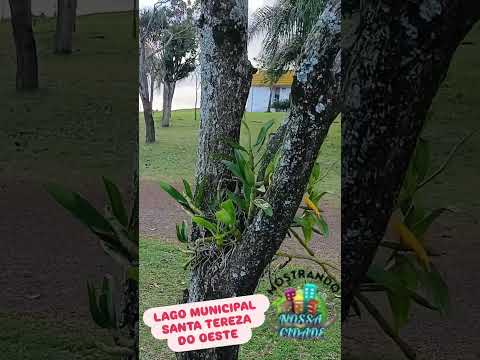 Lago municipal de Santa Tereza  do Oeste #lago #santatereza #natureza #orquídeas.