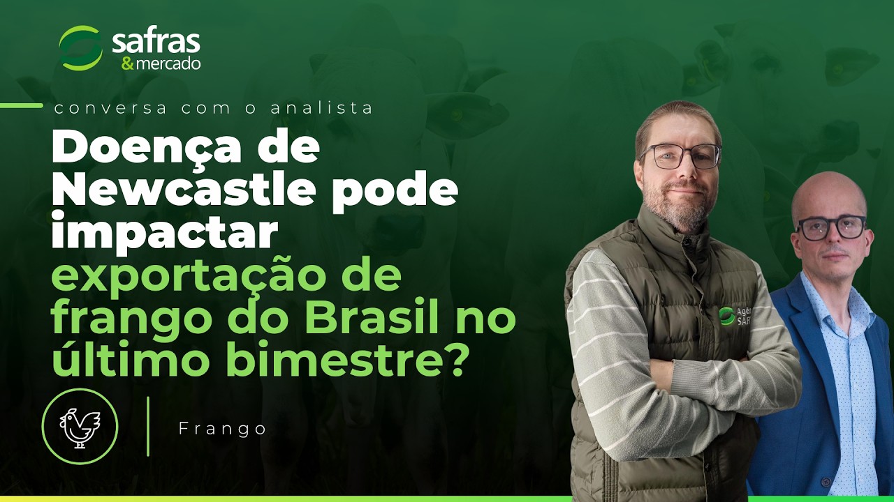 Newcastle afetará exportação de frango nos meses finais do ano?
