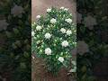 Gardenia Care Secret 🌸 More Buds & Blooms Fast!