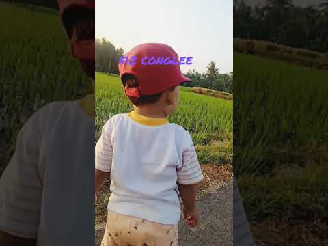 bayi 15 bulan main ke sawah