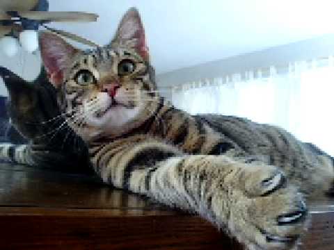 F4 Savannah Cat Ella Taboo Loves the Camera