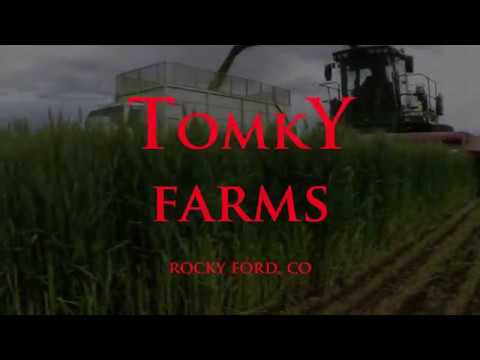 download lagu mp3 mp4 Tomky, download lagu Tomky gratis, unduh video klip Tomky