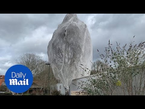Housing developers cover trees with nets to prevent birds nesting