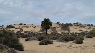 Hier treffen sich Swinger paare auf Gran Canaria Die Dunen von Playa del Ingles und Maspalomas
