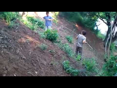 Tarzan de la Paclisa