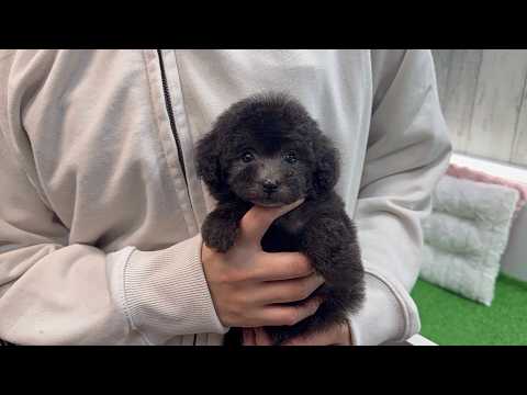 YouTube動画のサムネイル