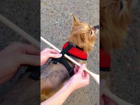 Ultimate Pet Lover Hacks for Fun & Style! #Shorts #PetTips