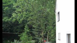 preview picture of video 'Baumfällen auf der Ohsedraenk'