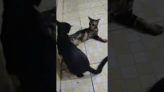 Download lagu Mimi bermain sama Milo #kucing #cat #funnycats #meong #cutecat  mp3