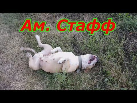 Ответы на вопросы, легальные собачий бой или нет ??? Ам Стафф