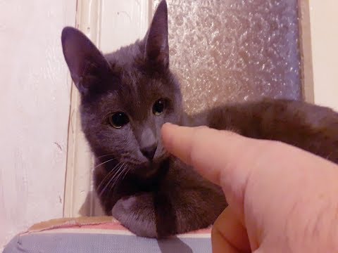 Why is my Cat Chewing on my Fingers?