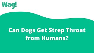 Can Dogs Get Strep Throat from Humans | Wag!