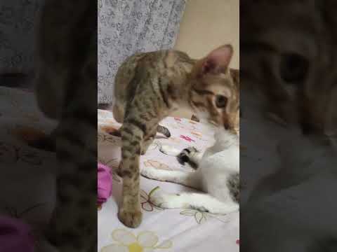 Cat's with kittens #cat #greyandwhitecat #cutecat #kitten #cuteanimal #orangecat #catlover #cutepet