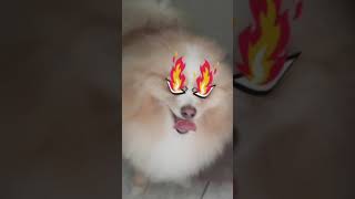 BISCOITO PARA PET SER QUE ELES GOSTAM MESMO