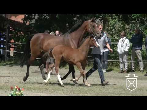 IZ007 Hengstfohlen von Canturo - Acorado - Ramiro