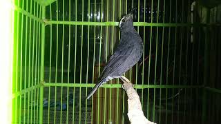 Download lagu SUARA BURUNG ANIS SIBERIA GACOR mp3 Download lagu SUARA BURUNG ANIS SIBERIA GACOR mp3