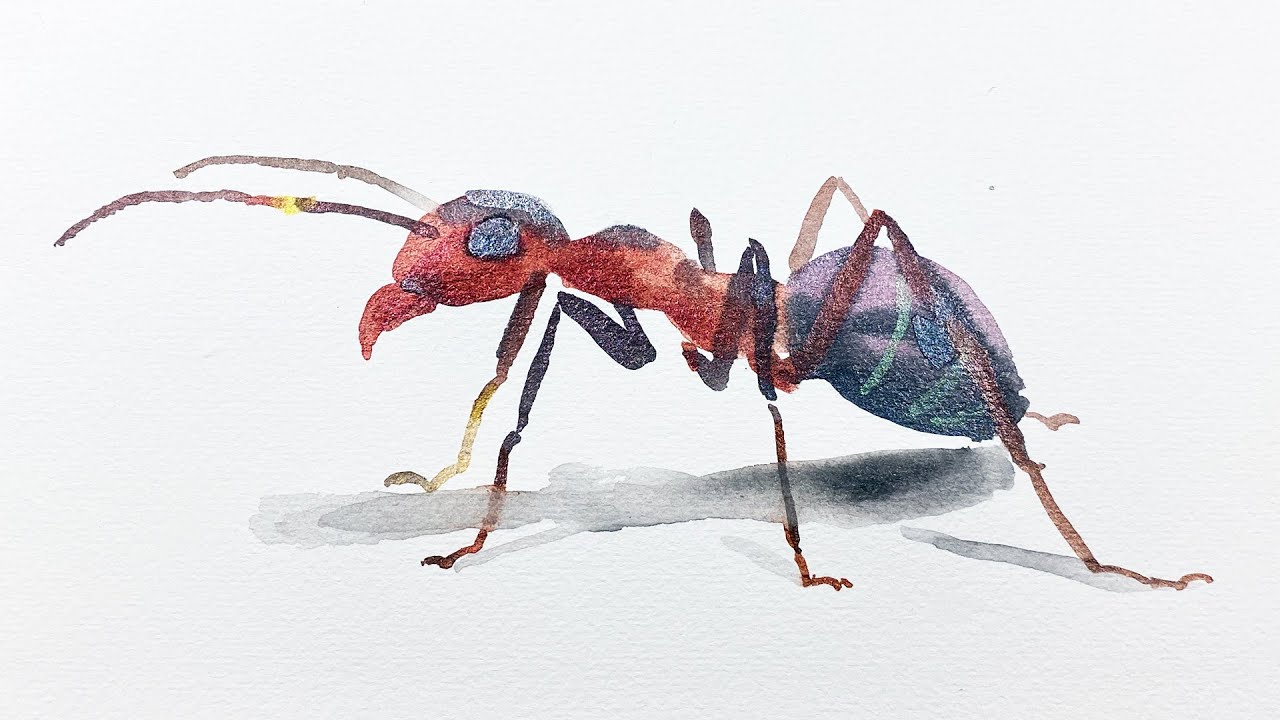 Relaxing Watercolor - How to Draw and Paint an Ant for Beginners