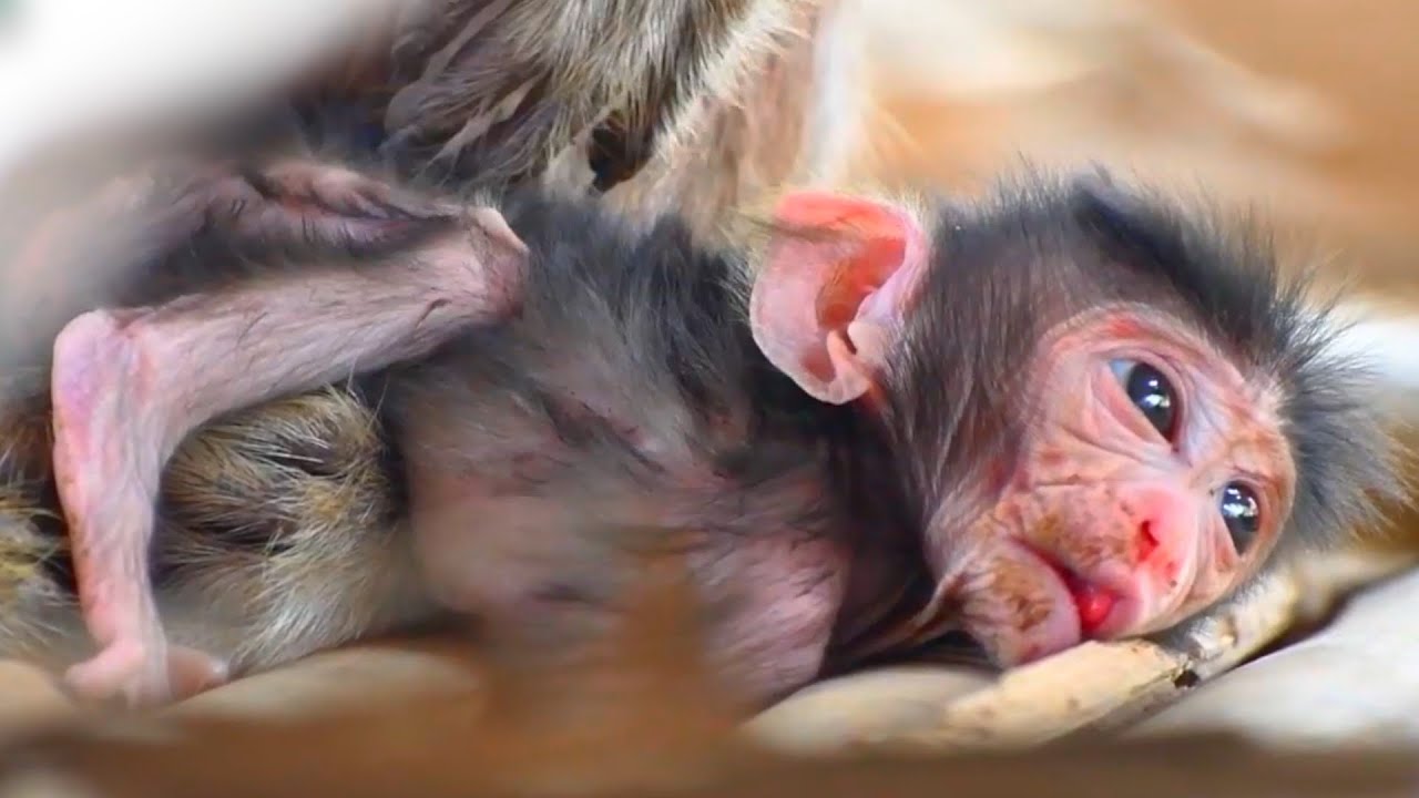 Top Cute Compilation Moments Of Newborn Baby Monkey This Week