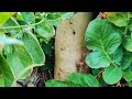 Nikunj Vasoya Vlog 1 Mari Vadi Ma Shu Shu Farm Tour