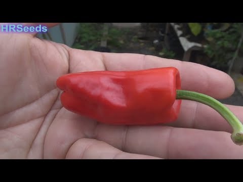 download lagu mp3 mp4 Aleppo Pepper Alternative, download lagu Aleppo Pepper Alternative gratis, unduh video klip Aleppo Pepper Alternative