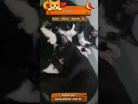Vídeo de Frajola