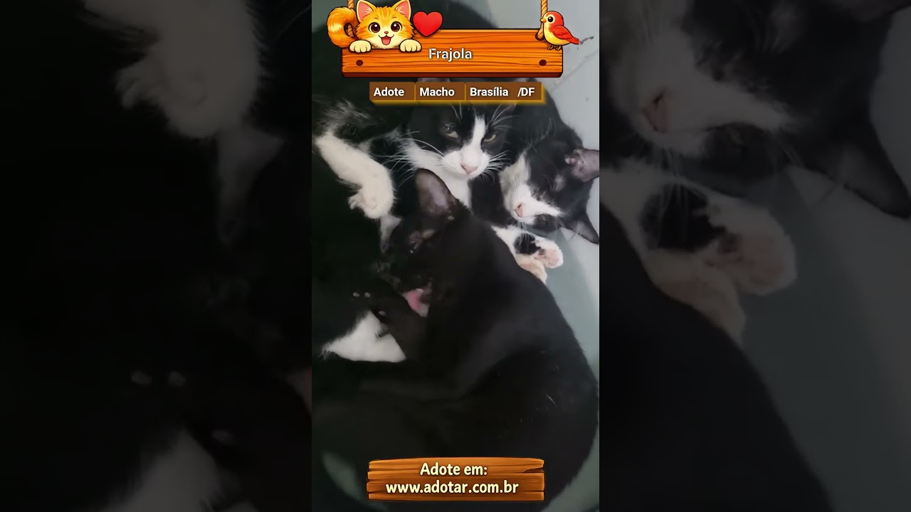 Gato raça SRD-ViraLata idade 2 a 6 meses nome Frajola