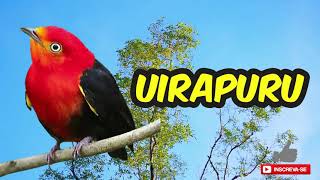 Canto do Uirapuru