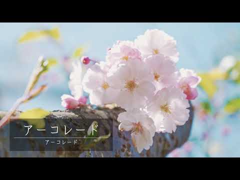 いかわさんのさくらコレクション 03