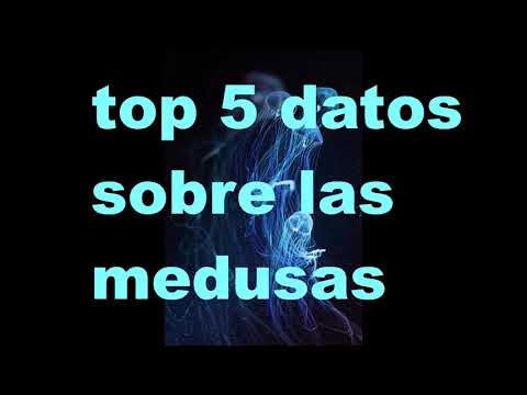 Top 5 curiosidades de las medusas-la medusa mas venenosa del mundo