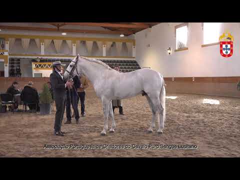 220129 39 Hebraico - Aprovação de Garanhões