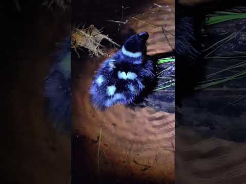 Patinho perdido no rio Corrente,  Serranópolis GO