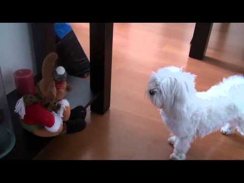 Perro maltes ladrando a muñeco navidad