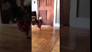 Download lagu Ayam jantan Polandia mengenakan celana ayam buatan tangan. mp3