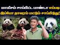 சீனா செய்யும் மறைமுக Business Pandas எண்ணிக்கை