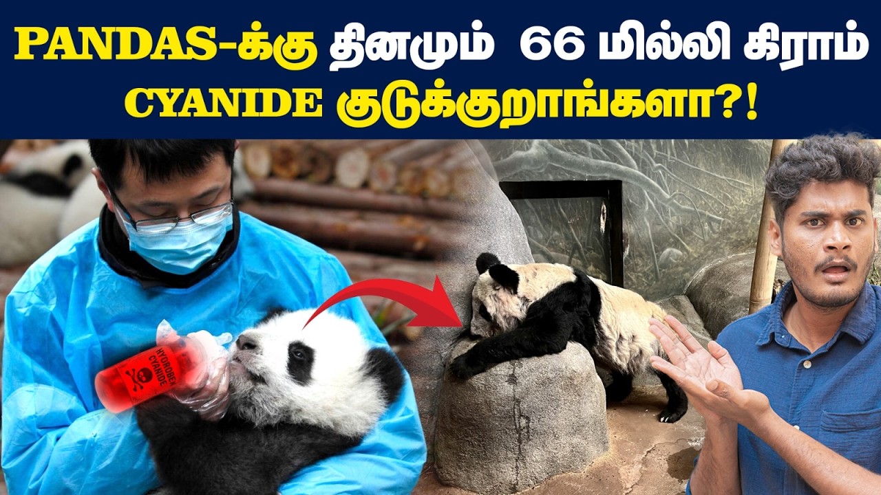🤯😱விஷம் சாப்பிடும் Pandas - எதுக்காக? | Life of Pandas - How does Pandas sustain Cyanide