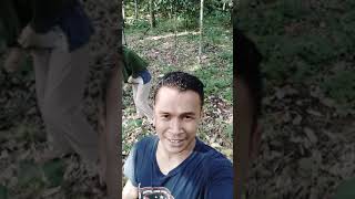preview picture of video 'Menjemput rejeki durian runtuh'