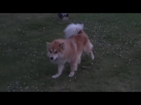 Dog Tries Surströmming, Hates The Smell Then Pees On it