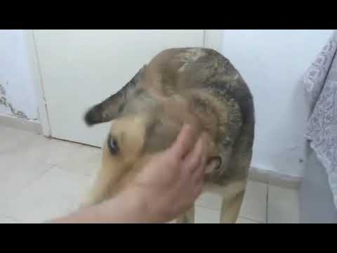 Lynelle - Hundegarten Serres e.V.